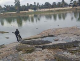 le repas des caimans de la residence dhouphouet boigny un atout touristique de yamoussoukro