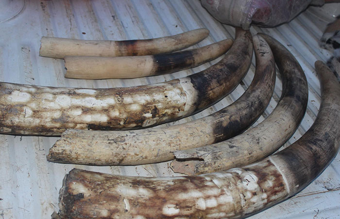 SOCIETECôte d’ivoire : 2 trafiquants arrêtés avec une grande quantité d’ivoire et de contrebande de produits faunique !